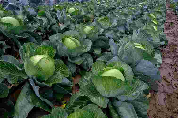 Одні переваги: навіщо залишати кореневища капусти після збору врожаю на городі