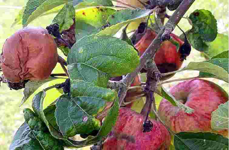 Може повністю знищити врожай: чим треба обробити яблуні від парші восени