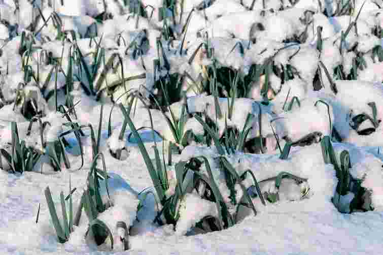 Взагалі без шкоди для врожаю: які овочі і зелень можна залишити на городі на зиму