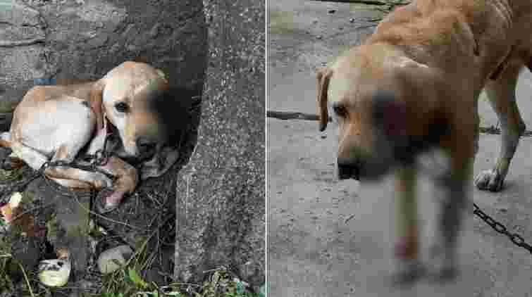 Правоохоронці оголосили підозру закарпатцю, який тягнув мотоблоком лабрадора