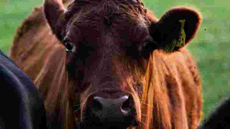 Чистота, збалансоване харчування і спокій: як підготувати корову до отелення