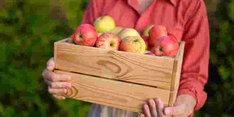 Покладіть це на дно ящика, щоб яблука зберігалися до весни: ефективний лайфхак