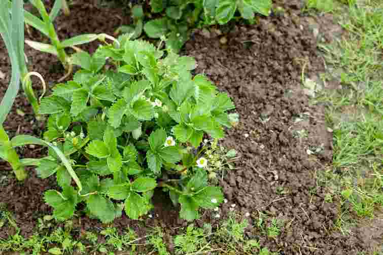 До серйозних заморозків лічені дні: що треба встигнути зробити з полуницею