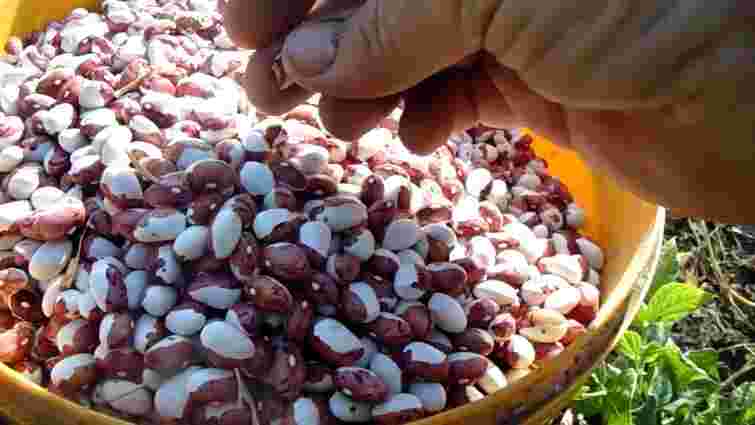 Помилку зробити дуже легко: як підготувати квасолю до тривалого зберігання
