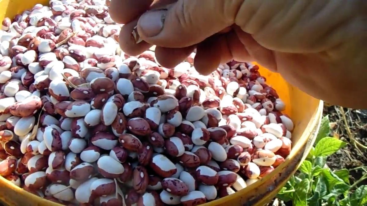 Помилку зробити дуже легко: як підготувати квасолю до тривалого зберігання