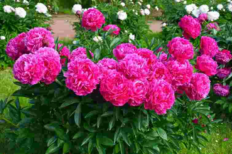 Інакше квітів не дочекаєтеся: що обовʼязково треба встигнути зробити з півоніями до зими