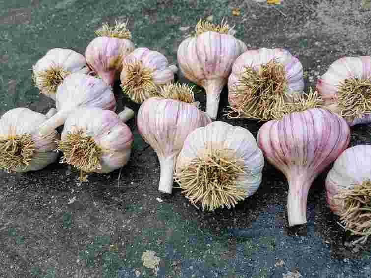 Купуйте українське: які три найурожайніші сорти озимого часнику варто посадити вже зараз
