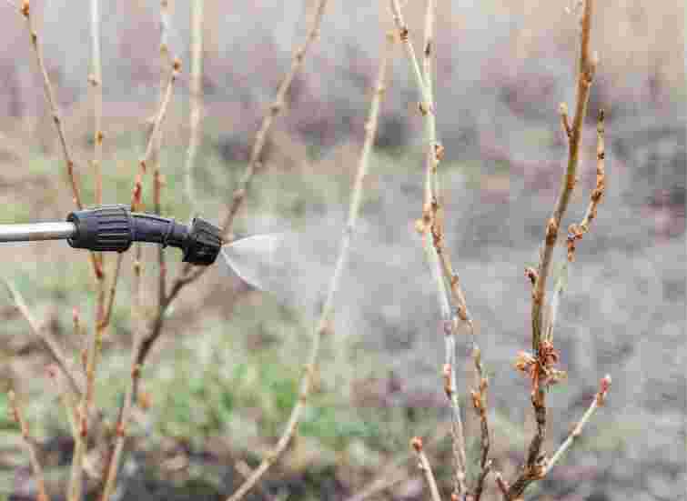 Саме час захистити майбутній врожай: чим треба обприскати сад і виноградник до зими