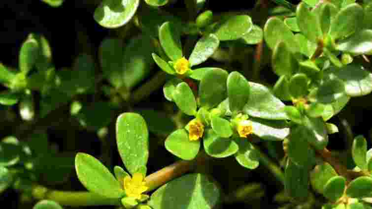 Портулак назавжди зникне з городу: 5 найефективніших методів боротьби