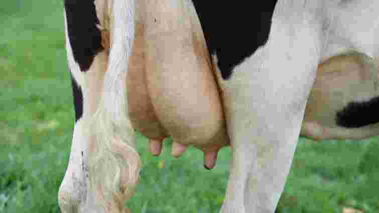 У корови опухло вим'я після отелення: що ви зробили не так і як врятувати ситуацію