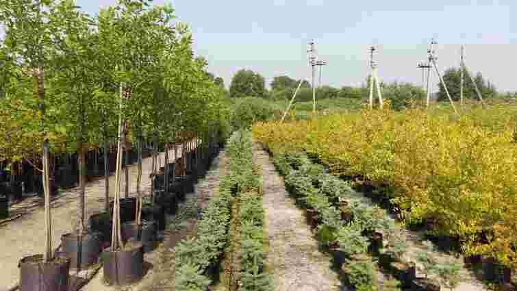 Навесні матимете дуже сильні саджанці: які дерева слід посадити у листопаді