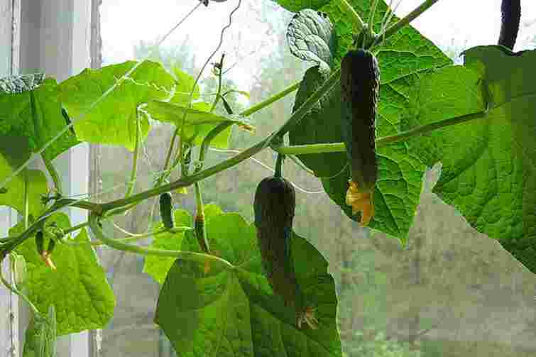 Власні свіжі огірки серед зими: як виростити їх на підвіконні і які сорти краще обрати