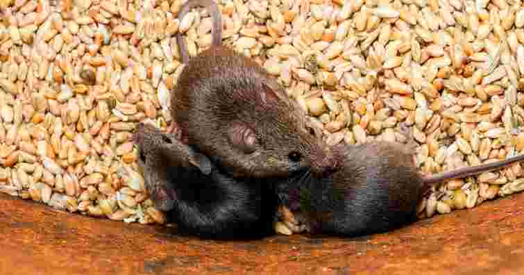 До інфекційної лікарні Львова у важкому стані госпіталізували 66-річну мешканку Брюхович