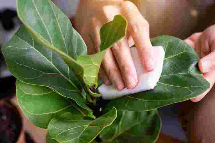 Цей розчин справді працює: як позбутися пилу на кімнатних рослинах надовго