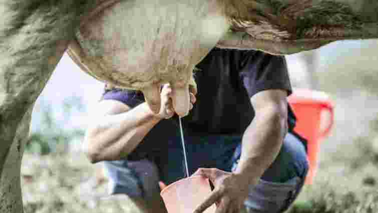 Ви можете їй допомогти: що робити, якщо корова брикається під час доїння