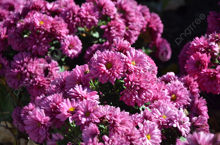 Негайний порятунок для хризантем: що робити, коли вдарили заморозки