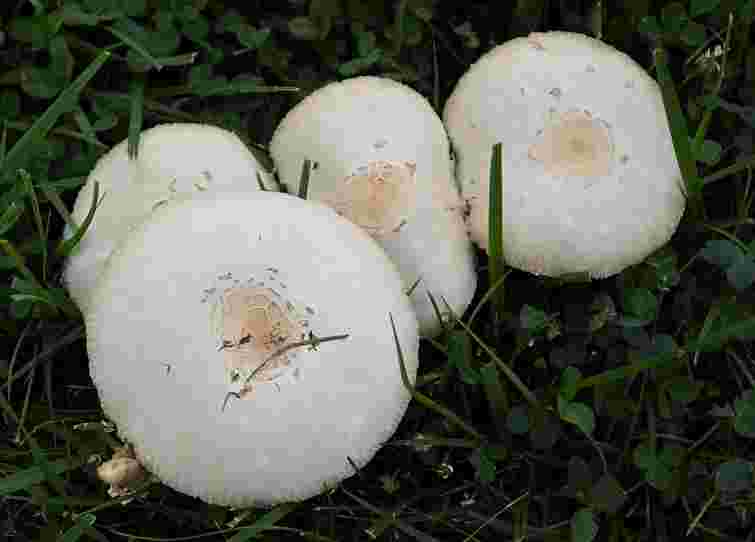 Білі гриби на газоні: коли це норма, а коли варто бити на сполох