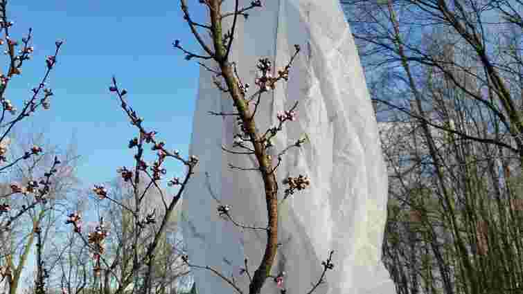 Потребують особливої уваги: як захистити персикові дерева від морозів
