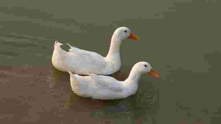 Запам'ятайте це нарешті: чи дійсно можна годувати качок хлібом 
