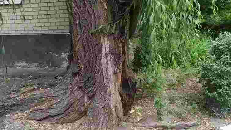 Оновіть свій сад без пошкоджень: як прибрати з ділянки старі дерева і кущі