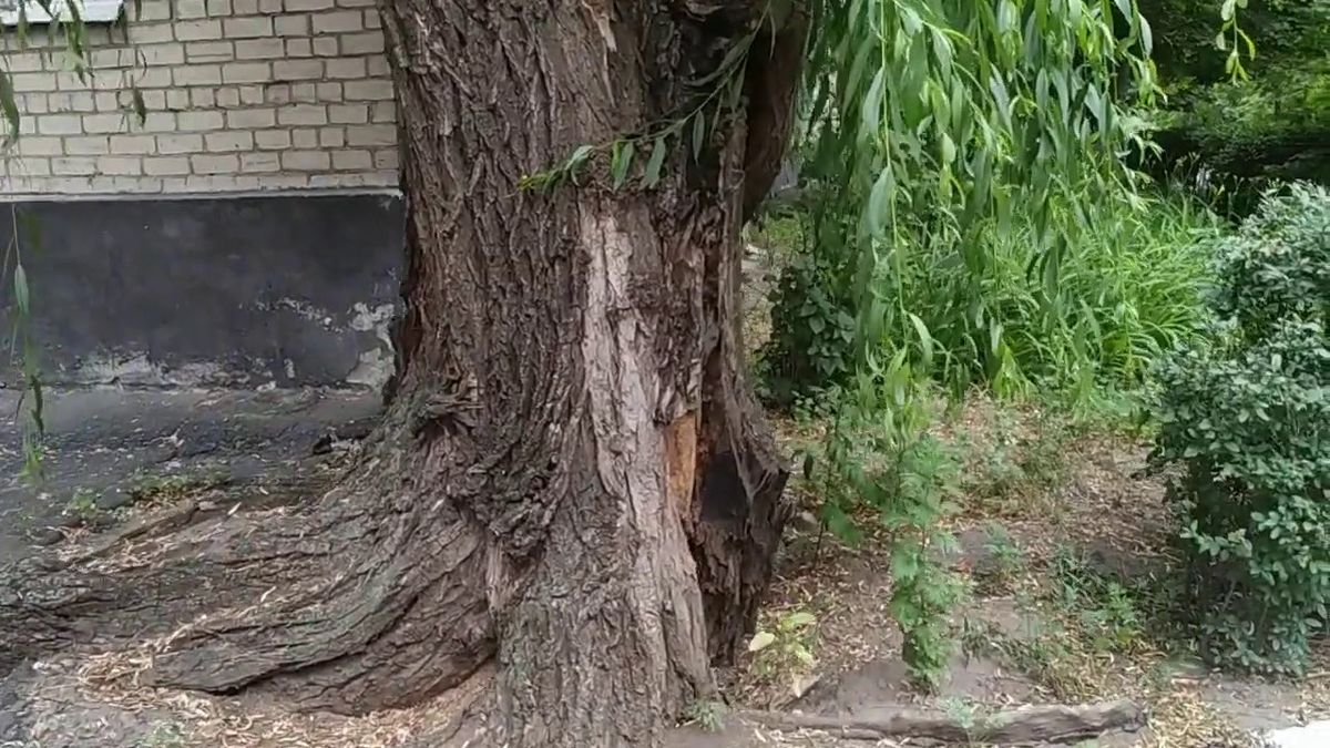 Оновіть свій сад без пошкоджень: як прибрати з ділянки старі дерева і кущі