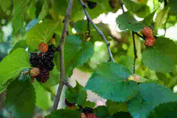 Вони занапастять вам увесь сад і подвірʼя: які дерева краще не садити ніколи