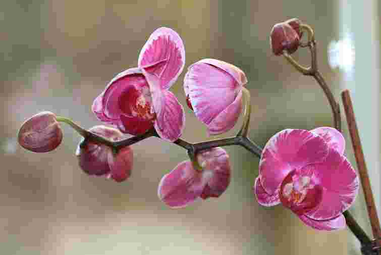 Спробуйте вже завтра: які дії і домашні добрива допоможуть орхідеї зацвісти