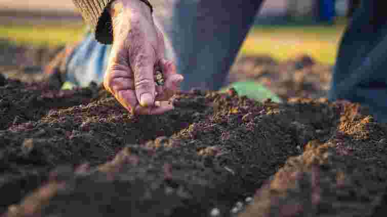 Коли сіяти моркву на зиму у 2025 році: сприятливі дні і найкращі сорти