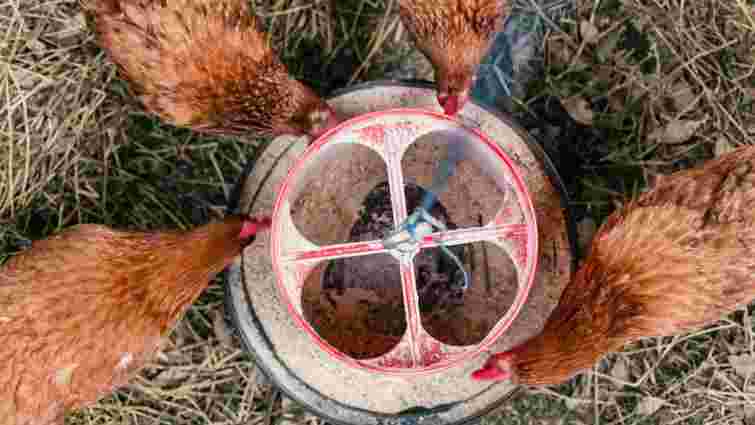 Ви забуваєте про найпростіше: як доглядати курей, щоб вони неслися взимку