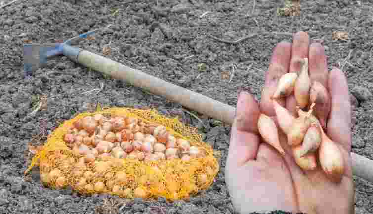 Бюджетне добриво, яке спрацює на всі сто: чим підживити озиму цибулю