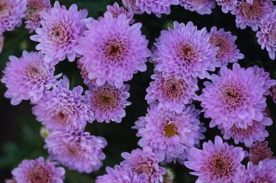 З одного куща отримаєте аж 30: як розмножити хризантему восени