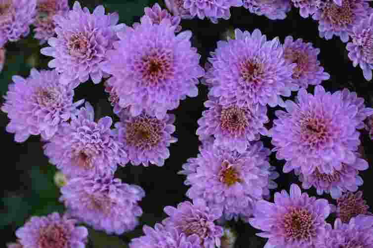 З одного куща отримаєте аж 30: як розмножити хризантему восени