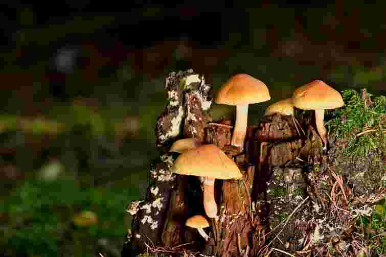 Зруйнують коріння у всьому саду: як позбутися опеньків під деревами