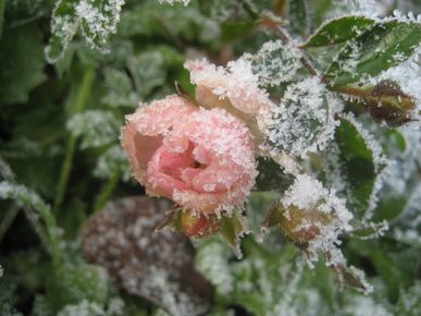Ці сорти найбільше бояться морозу: які троянди треба обовʼязково укрити на зиму