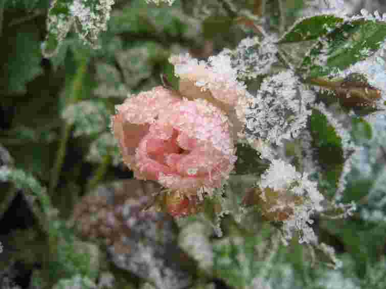 Ці сорти найбільше бояться морозу: які троянди треба обовʼязково укрити на зиму