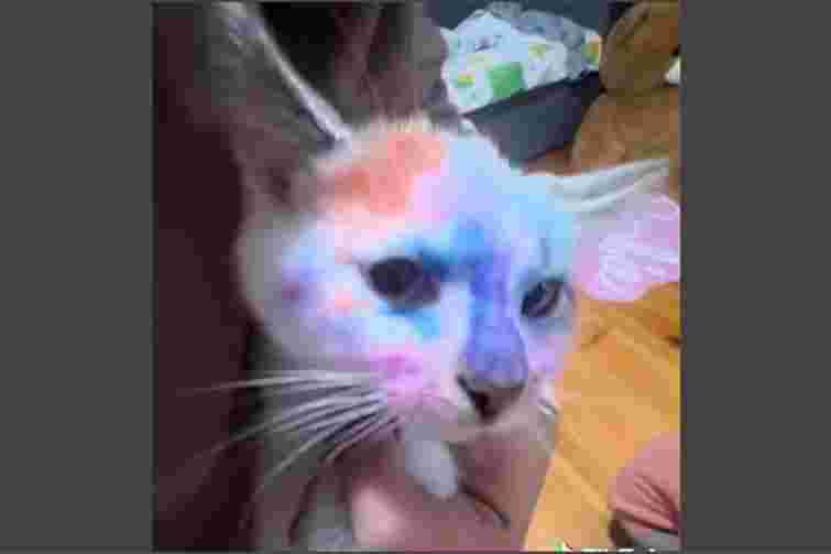 Львівська лікарка опублікувала відео, на якому її діти знущались з кота