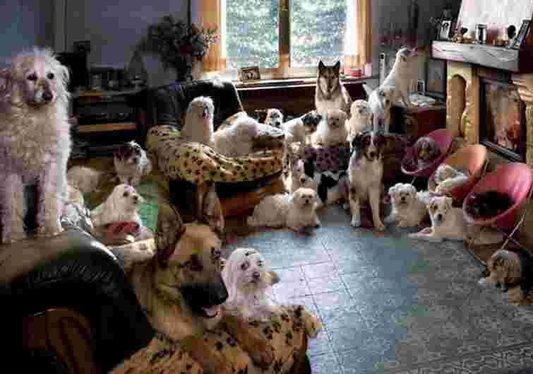 Тернополянку оштрафували за тримання 15 собак у квартирі