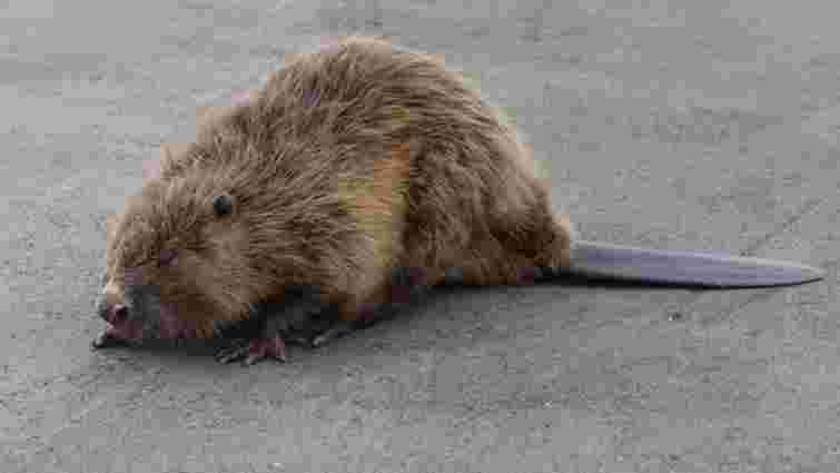 У Тернополі патрульні врятували бобра з паралізованими лапами