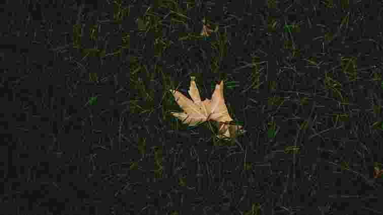 Аерація, мульча, добрива: як доглядати газон восени, щоб навесні не мати проблем