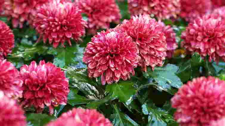 Не зробіть цю помилку: чи справді треба обрізати і викопувати хризантеми на зиму 