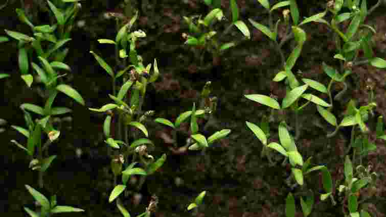 Отримаєте свіжу зелень вже у квітні: які трави можна посадити під зиму 