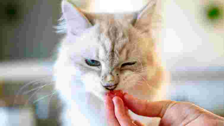 Про це не можна забувати: як часто треба давати котам і кошенятам таблетки від глистів