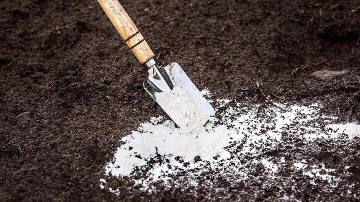 Навесні город вам лише подякує: коли потрібно вапнувати ґрунт восени