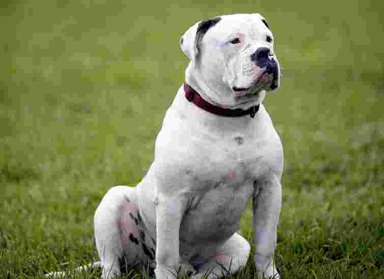 Суд конфіскував у тернополянина бульдога за напад на перехожого 