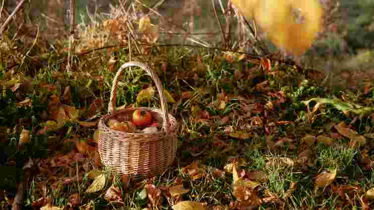 Не витрачайте дарма час: що не варто робити в саду восени 