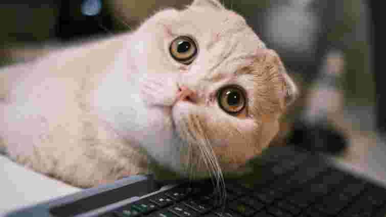 Справа не тільки в теплі: чому коти так люблять сидіти на ноутбуках чи клавіатурі