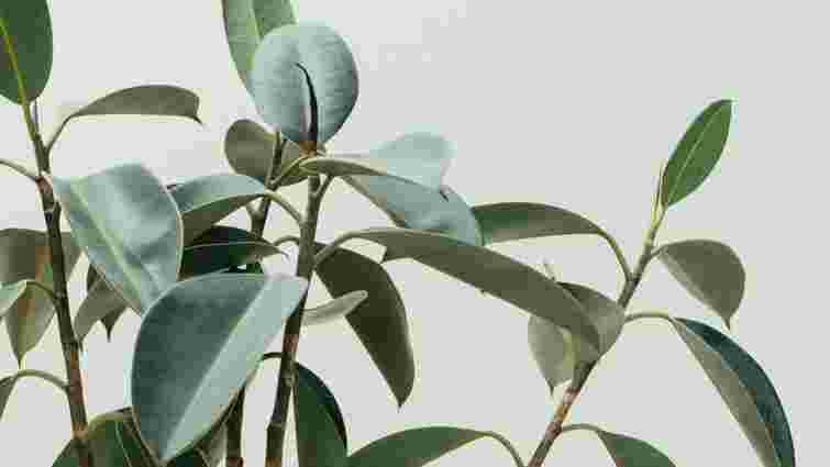 Достатнього лише одного живця: три дієві і швидкі способи розмножити фікус 