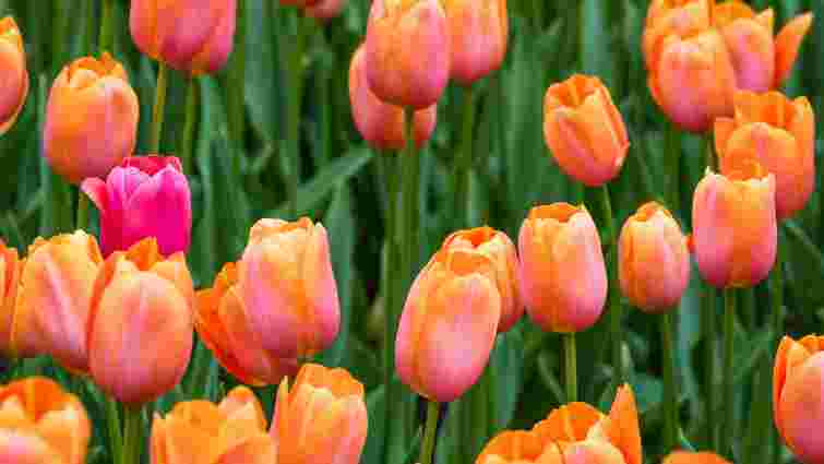 Будуть тішити вас кольорами: що треба додати в лунку під час висадки тюльпанів восени