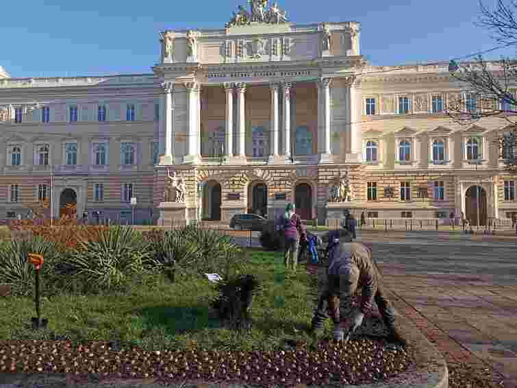 У Львові висадять 155 тис. тюльпанів, подарованих Нідерландами