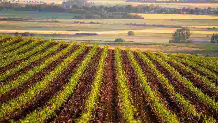 У малому та середньому агробізнесі в Україні суттєво знизився рівень корупції
У малому та середньому агробізнесі в Україні суттєво знизився рівень корупції